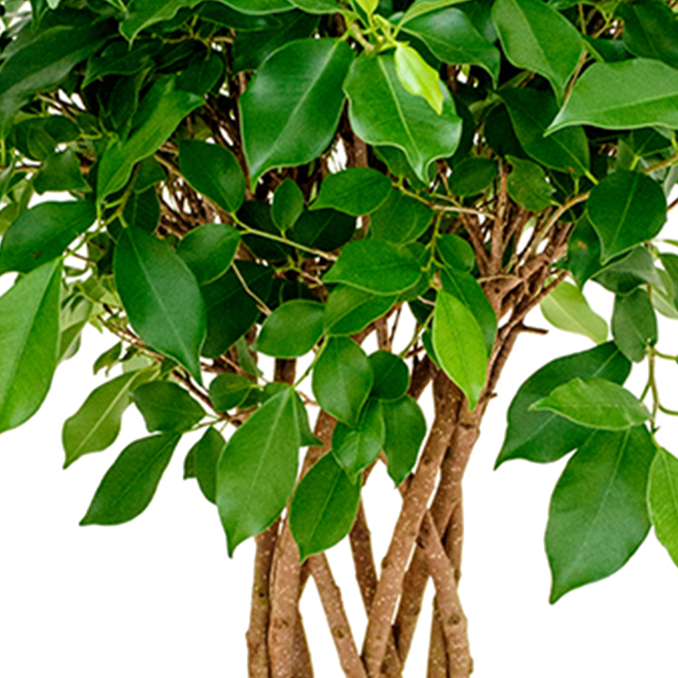 Ficus (Fig) 