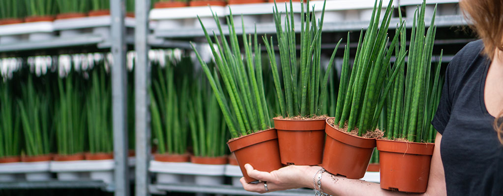 Sansevieria Fernwood