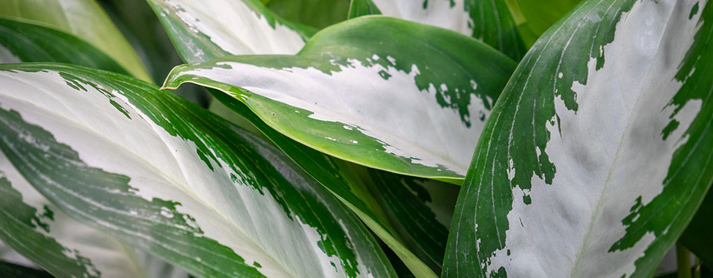 Aglaonema Silver 