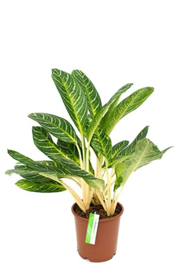 Aglaonema Key Lime