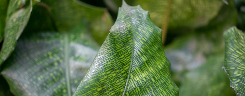 Calathea Network