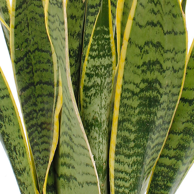 Sansevieria laurentii - Hydroponique  