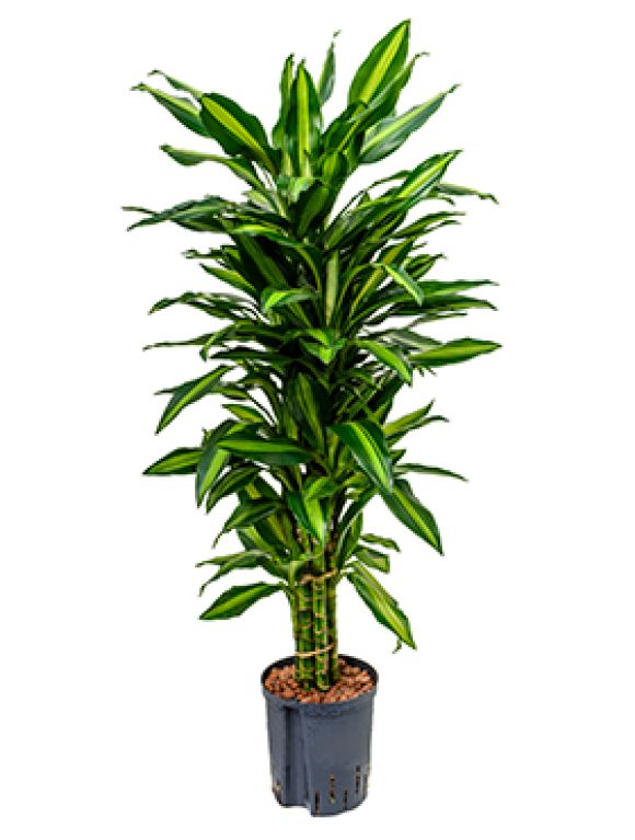 Dracaena cintho