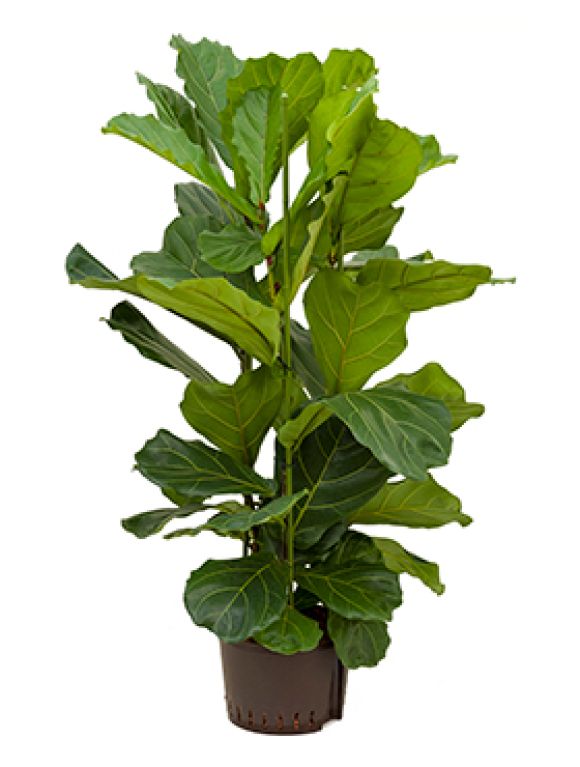 Ficus lyrata