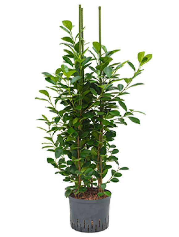 Ficus moclame