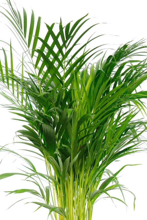 Areca (chrysalidoc.) lutescens