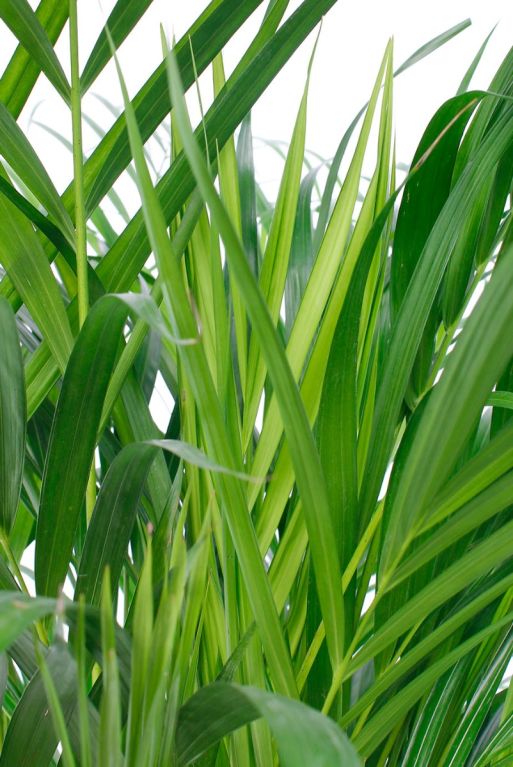 Nouvelles feuilles d'une plante d'intérieur Areca