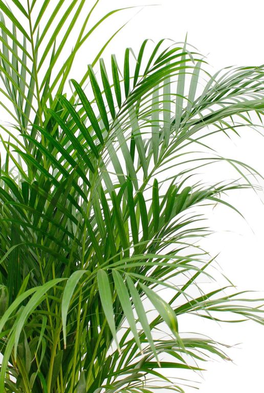 Areca bladeren