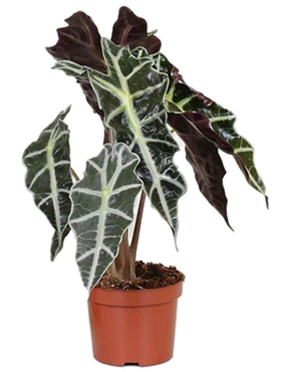 Alocasia polly 