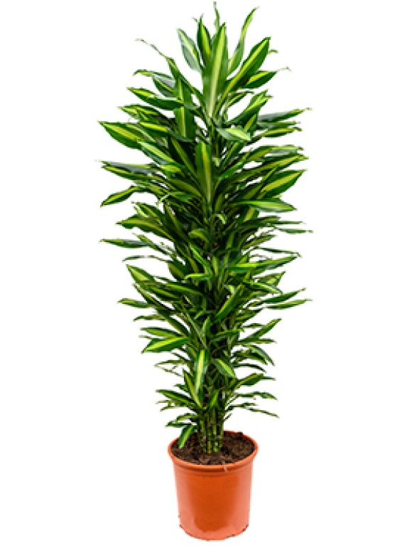 Dracaena cintho