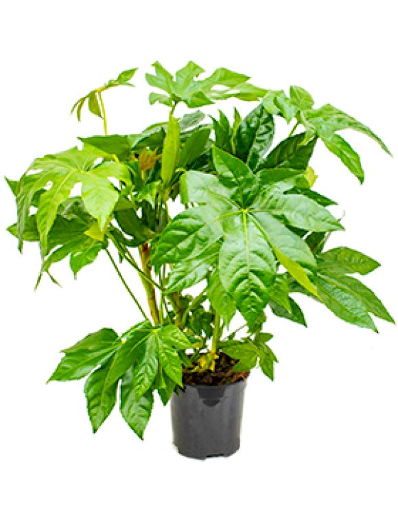 Fatsia japonica