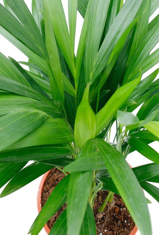 Areca (chrysalidoc.) lutescens 