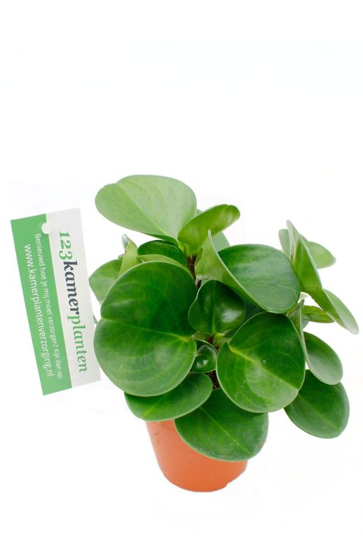 Peperomia obtusifolia