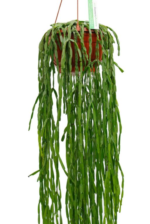 Rhipsalis paradoxa