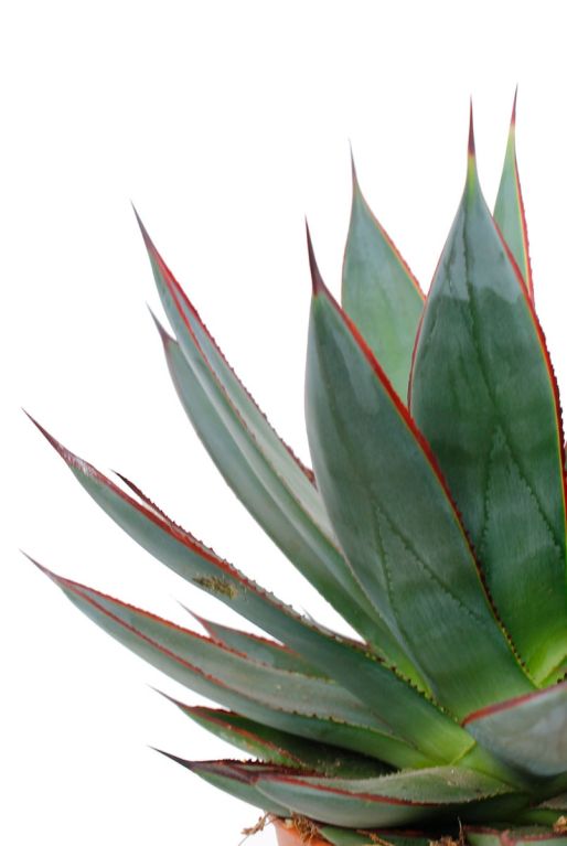 Feuilles d'agave shaka zulu