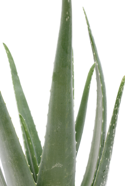 Plante Aloe vera 