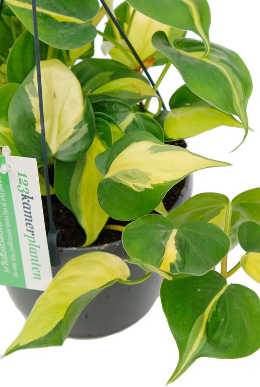 Philodendron Brasil