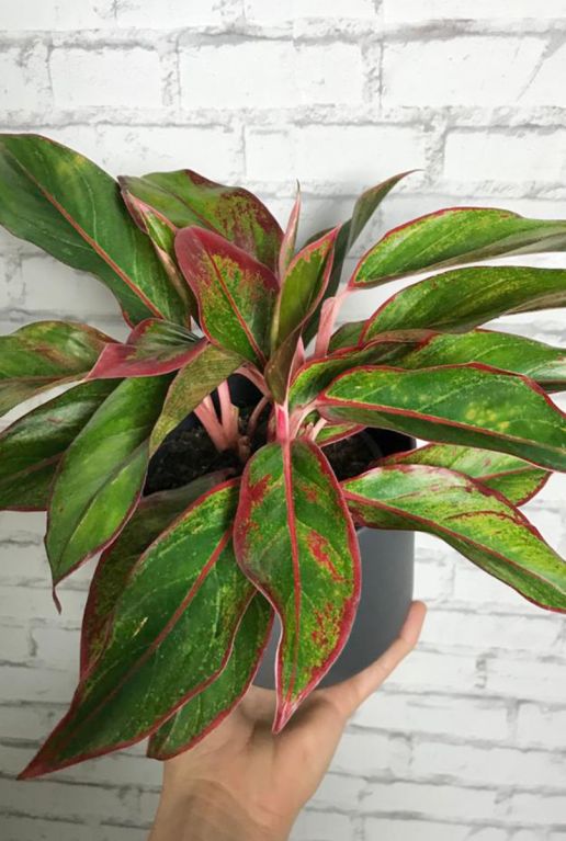 Aglaonema crete