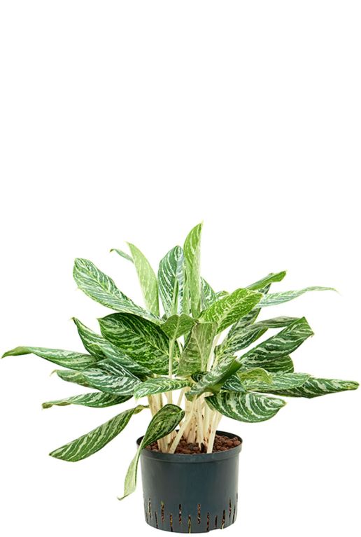 Aglaonema madonna plant