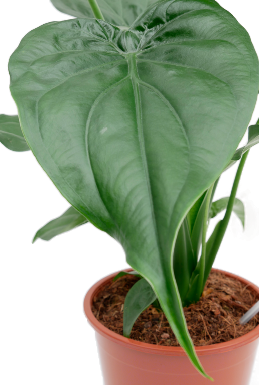 Groot groen blad olifantenoor Alocasia Cucullata