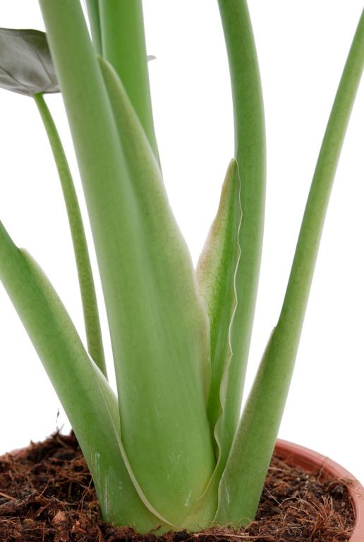 Frisgroene stam van de Alocasia