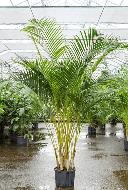 Areca palm hydrocultuur