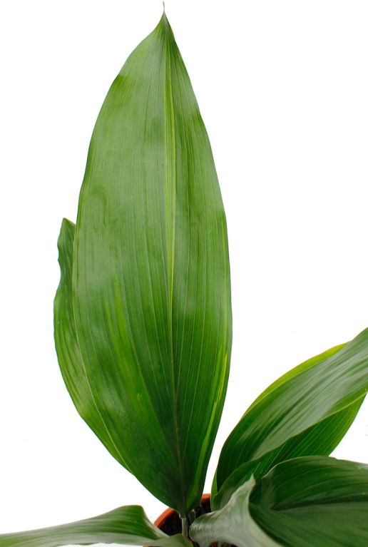 Grote langwerpige groene bladeren Aspidistra Eliator