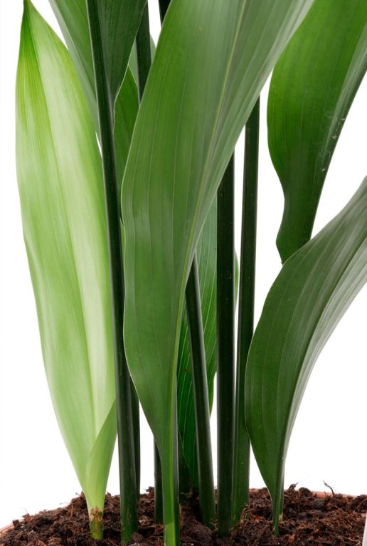 Aspidistra Eliator