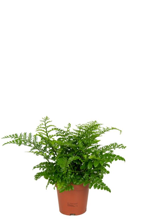 Asplenium-varen-kamerplant