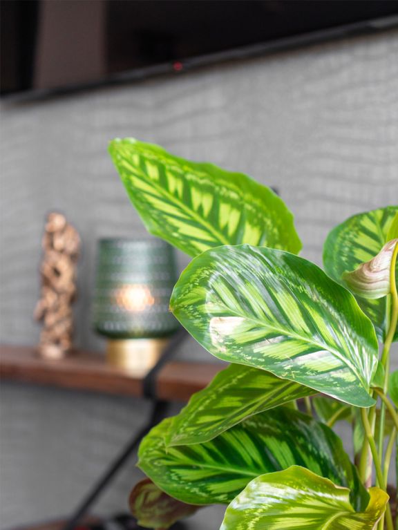 calathea bladeren met licht groene strepen