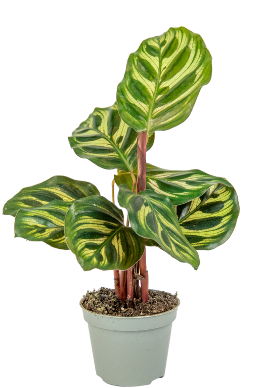 Calathea Lancifolia