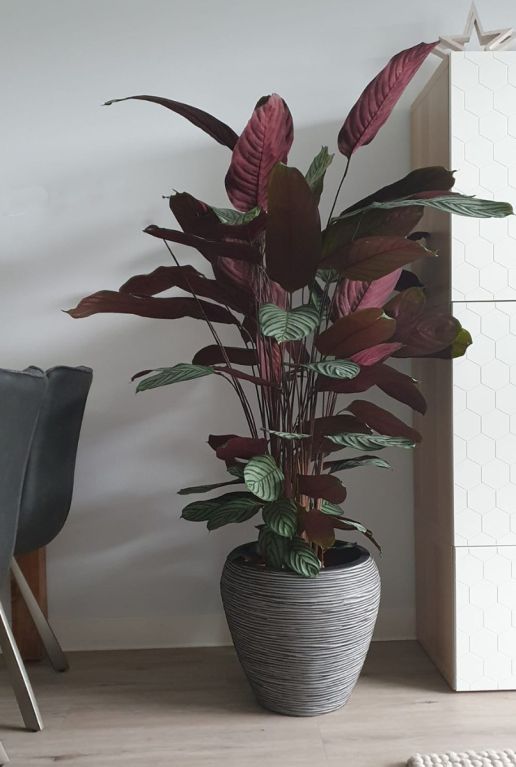 Plantes d'intérieur Calathea