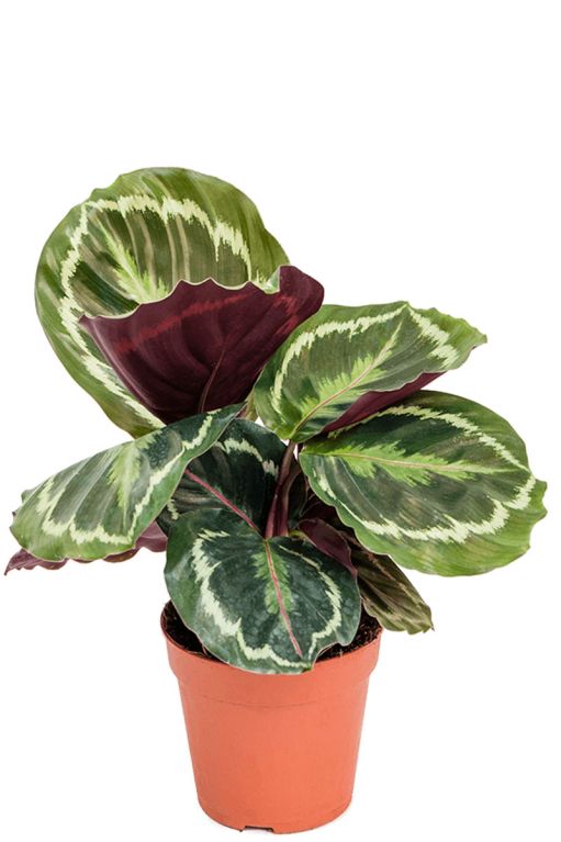 Calathea medallion plant