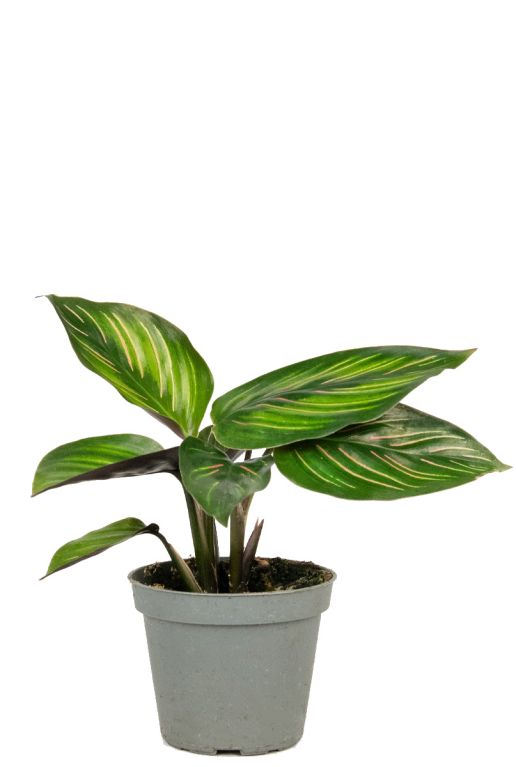 Calathea mieli 1