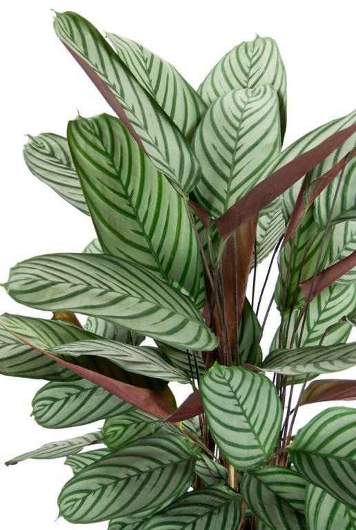 Feuilles de Calathea oppenheimiana