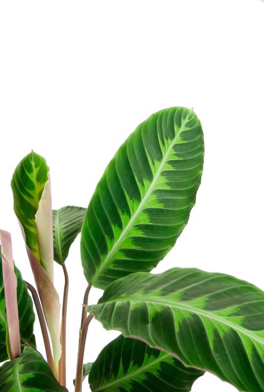 Calathea warscewiczii pauwenplant