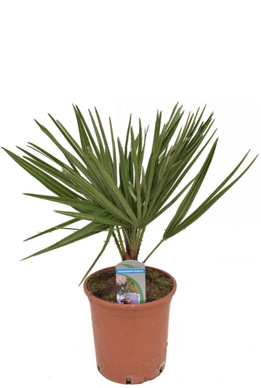 Chamaerops humilis