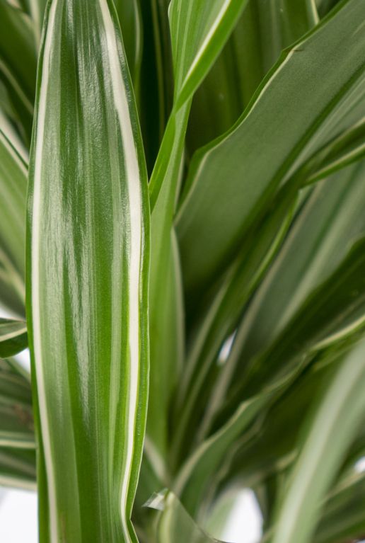 Dracaena-warneckei-online-kopen-closeup