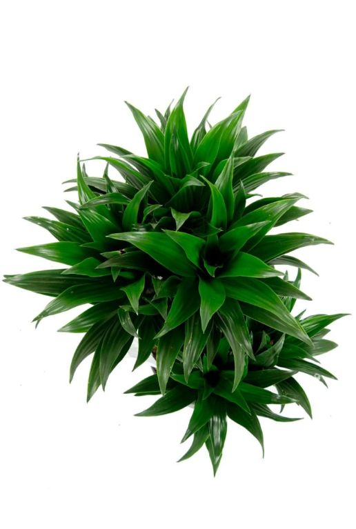 Dracaena compacta 2