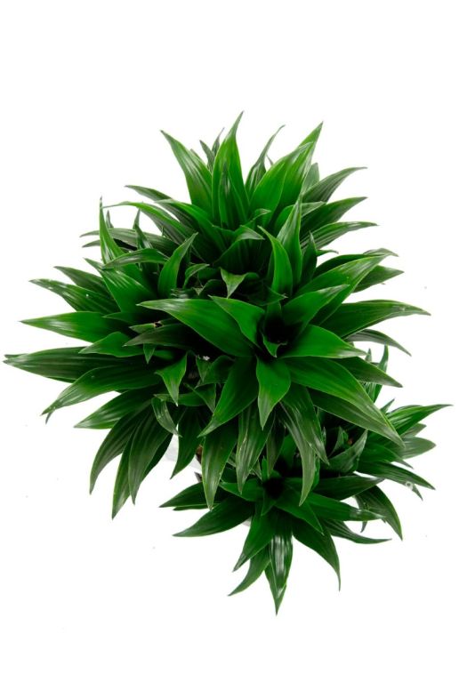 Dracaena compacta drakenbloedboom