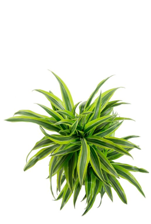 Drakenbloedboom dracaena kamerplant