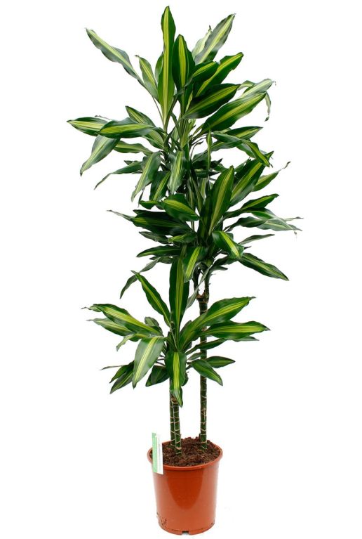 Dracaena Cintho