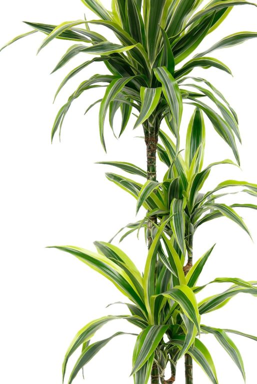 Dracaena Lemon Lime