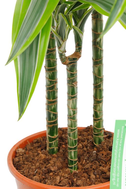 Dracaena Lemon Lime