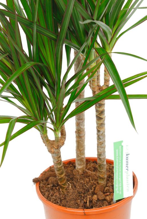 Dracaena Marginata