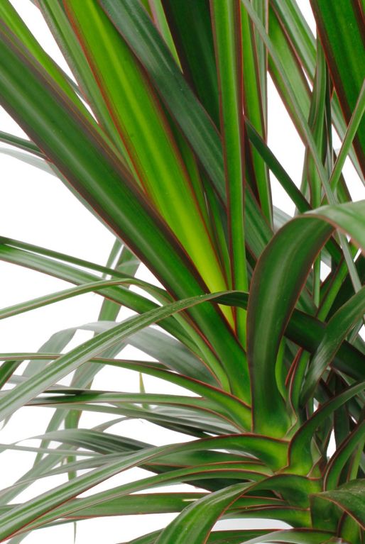 Kamerplant met groen rode bladeren