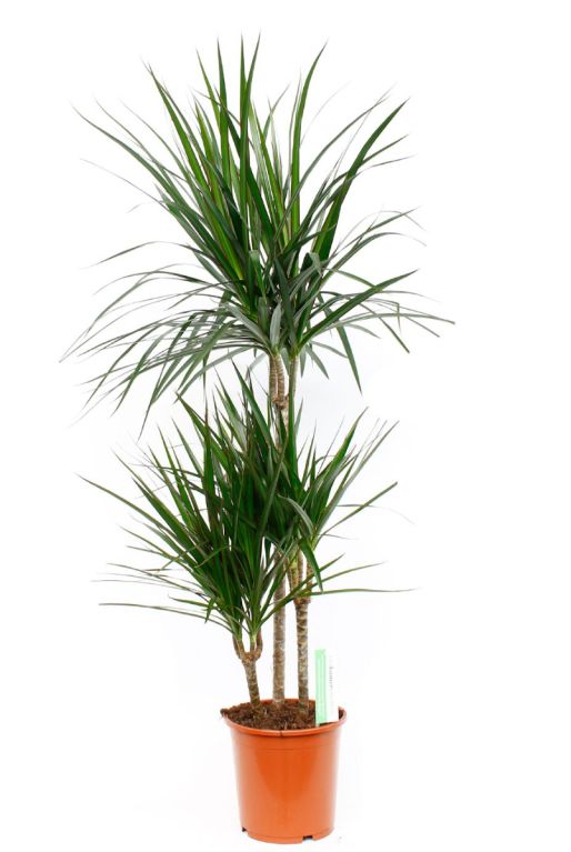 Dracaena Marginata