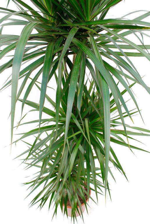 Grote Dracaena Marginata plant met langwerpige bladeren