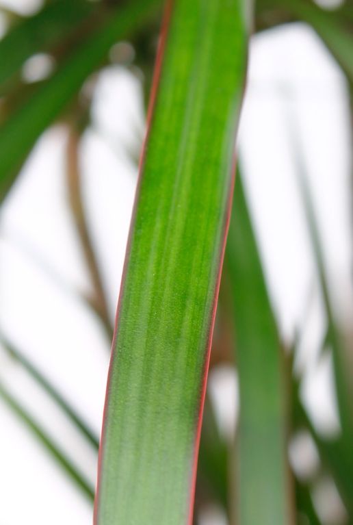 Dracaena Marginata