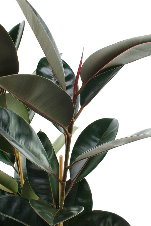 Ficus plant met diep groene bladeren